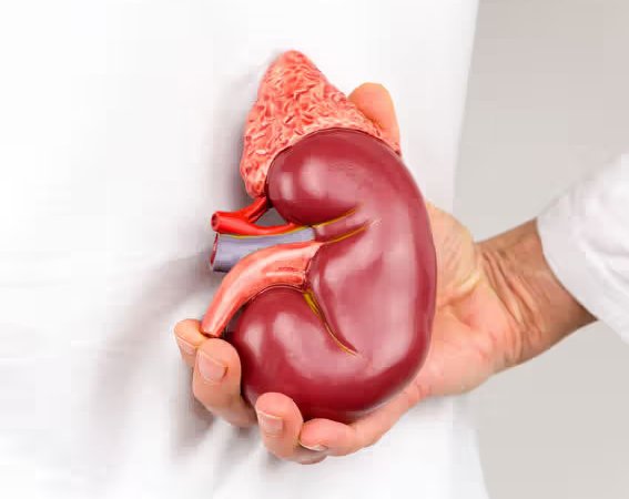 Risks and Complications of Kidney Transplant